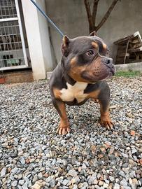 Bully femmina