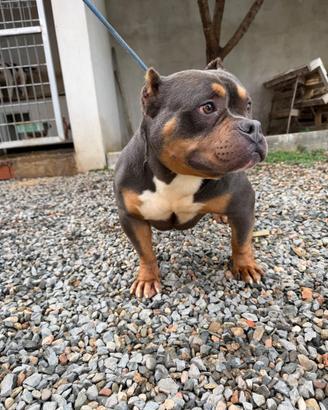 Bully femmina