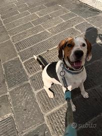 Beagles