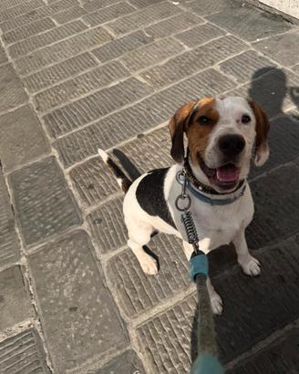 Beagles