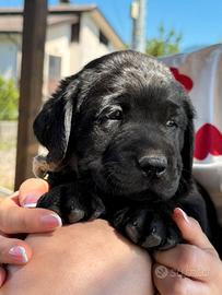 Cuccioli Labrador