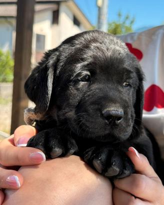 Cuccioli Labrador