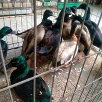 Anatre mignon e smeraldo