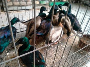 Anatre mignon e smeraldo