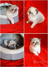 Exotic shorthair 