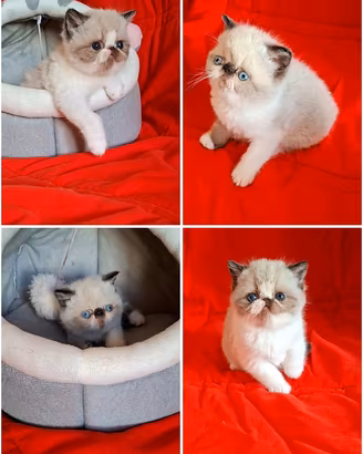 Exotic shorthair 