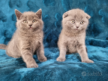 Cuccioli di SCOTTISH straight e fold BLUE