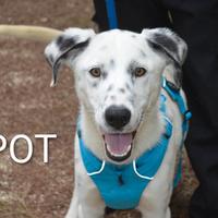 Cucciolotto Spot, taglia media, un anno