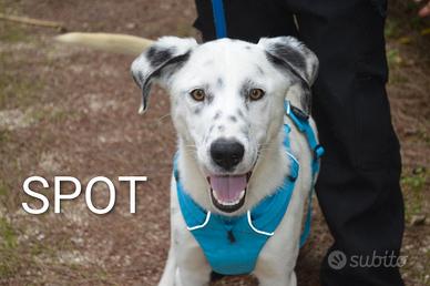 Cucciolotto Spot, taglia media, un anno