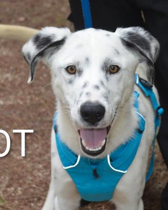 Cucciolotto Spot, taglia media, un anno