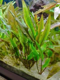 piante acquario cryptocoryne