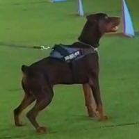 Dobermann