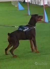 Dobermann