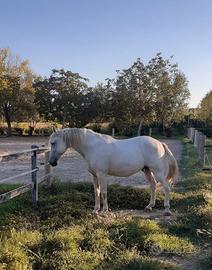 cavallo PRE castrone di 16 anni, 1,60 m al garrese