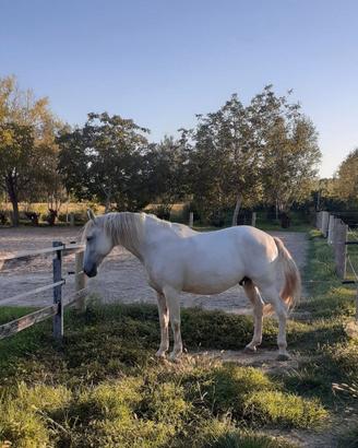 cavallo PRE castrone di 16 anni, 1,60 m al garrese