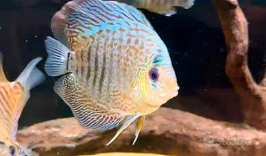 Discus 10/12 cm