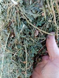 Erba medica 2026