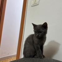 British Gatto