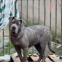 Cane corso