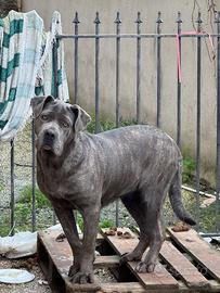 Cane corso