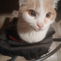 Gatto maschio mesi 7 già vaccinato