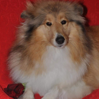 Pastore scozzese adulta