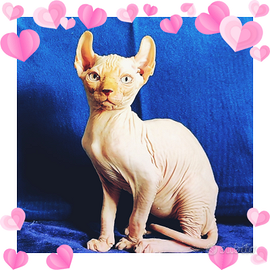 Razza rara gatto nudo elf