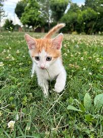 Gattina arancio e bianca 10settimane