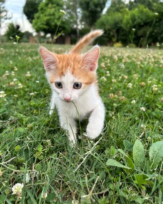 Gattina arancio e bianca 10settimane