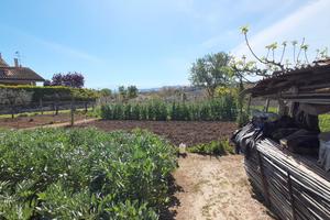 Terreno edificabile ed agricolo