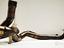 Immagine 11