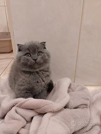 Scottish fold