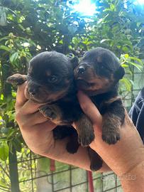 Rottweiler