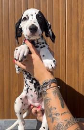 Femminuccia Dalmata