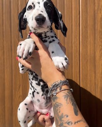 Femminuccia Dalmata