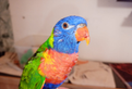 Pappagalli parlanti