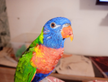 Pappagalli parlanti