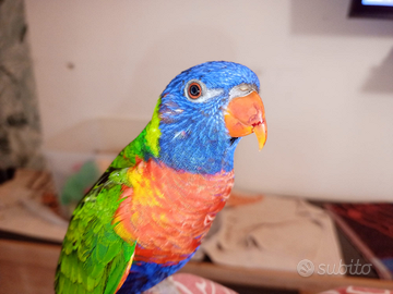 Pappagalli parlanti