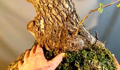 Olmo pre bonsai