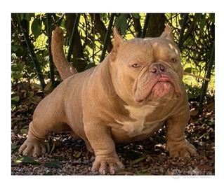 American Bully Micro Maschio Full