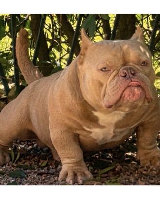 American Bully Micro Maschio Full