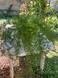 asparagina