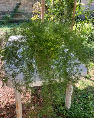 asparagina