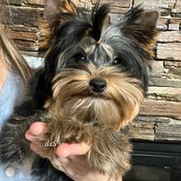 Yorkshire terrier da allevamento con affisso