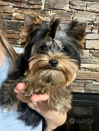Yorkshire terrier da allevamento con affisso