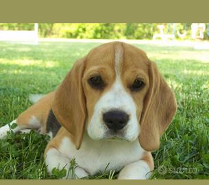 Cucciolo di beagle