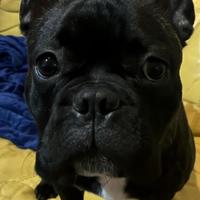 Bulldog Francese per monta