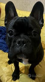 Bulldog Francese per monta