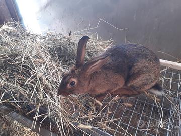 Amanti animali