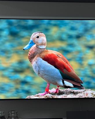 TV OLED LG 55CX6LA